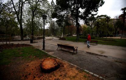 Uno de los árboles talados en El Retiro.