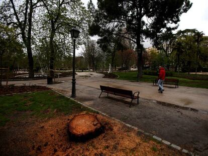 Uno de los árboles talados en El Retiro.