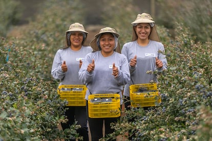 Arandanos azules Peru