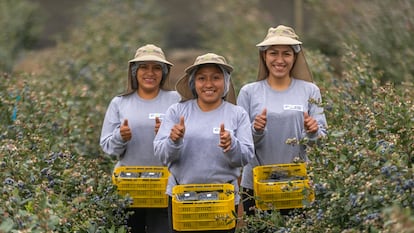 Trabajadoras de una plantación de arándanos azules en Fundo Don Pepe, Huacho (Lima, Perú).