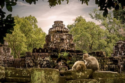 Destartalados templos de piedra abrazados por la maleza de la jungla y túnicas de color cúrcuma desapareciendo entre los huecos de antiguos templos. Angkor tiene su población fija de turistas, pero es tan grande (se cree que abarcaba 3.000 kilómetros cuadrados) que es fácil encontrar rincones para perderse. Construida entre el año 900 y el 1200, la ciudad alcanzó el millón de habitantes y fue la capital del imperio Jemer. Quizá el cambio climático (que afectó al suministro de agua) fuera la causa de su abandono hace unos quinientos años. Está a 20 minutos al norte de Siem Reap y se puede visitar por libre, pero también con 'tours' en bicicleta, helicóptero, tuk-tuks o elefante.