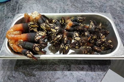 Una buena bandeja de percebes