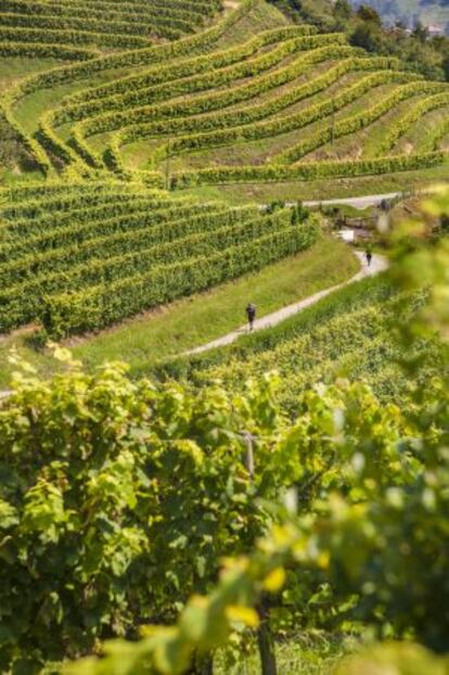 Viñedos de la Bodega de Txakoli Talai Berri, en Zarauz (Gipuzkoa).