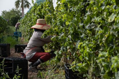 Una trabajadora recoge uva durante una jornada de vendimia adelantada por las altas temperaturas en la bodega de Heretat de Cesilia en la Finca de las Alcaydias de Novelda (Alicante)