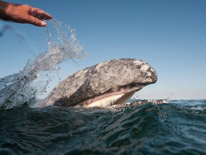 Un turista extiende la mano mientras una cría de ballena gris se acerca al barco en, Baja California, México en marzo de 2017