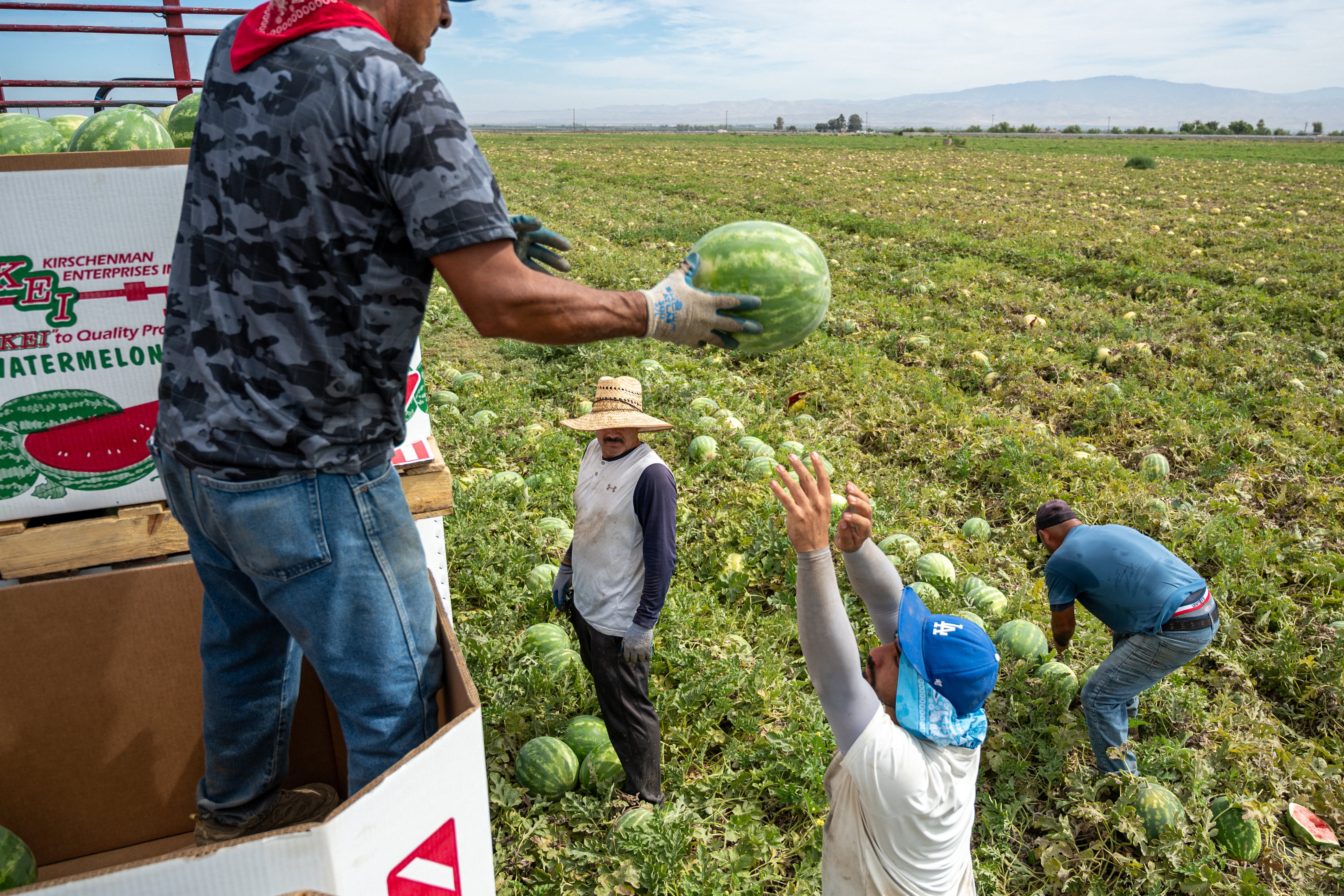 Un grupo de hombres de origen hispano, recolectan sandías en un campo agrícola de California.