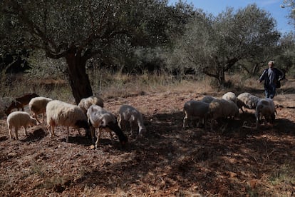 Un pastor junto a sus ovejas atraviesa un olivar de Battir (Cisjordania ocupada) durante la cosecha de la aceituna. 