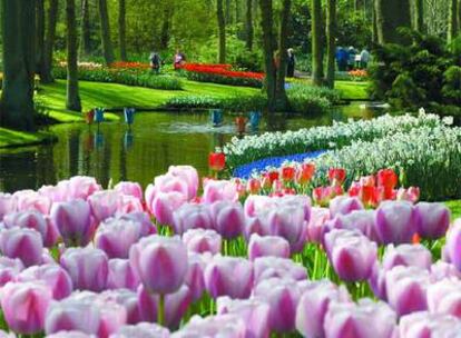 Tulipanes, jacintos y narcisos en el parque Keukenhof, en Lisse (Holanda), uno de los jardines de flores más reconocido en Europa, a 40 kilómetros de Amsterdam.