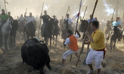 <b>Pancartas contra el festejo.</b> Antonio Rodríguez, alias 'El Jarula', acabó en 2008 con 'Valentón' y se proclamó "vencedor" del Toro de la Vega. Cerca de 30.000 espectadores presenciaron el festejo en el campo de Tordesillas. Aunque ese año la vista también se dirigió al cielo. Una asociación antitaurina sobrevoló la pradera en parapente con una pancarta contraria a la fiesta.