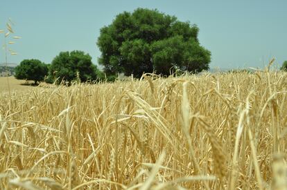 Cultivo de cereal en la provincia de Cádiz.