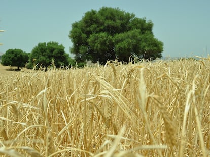 Cultivo de cereal en la provincia de Cádiz.