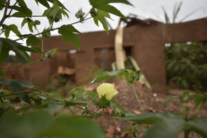 Flores dão certo alento para o cenário de destruição.