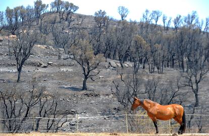 Un caballo, frente a un paraje quemado en Darnius.