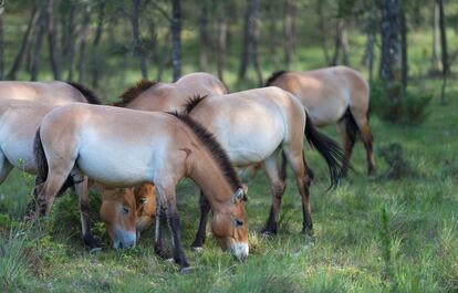 REWILDING SPAIN Cartier