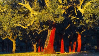 Cork oak trees in the valley of Ambroz (Cáceres).