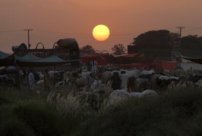 Vista general al atardecer de un mercado de ganado en Islamabad (Pakistán).