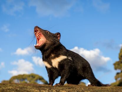This undated handout photo released by Aussie Ark on October 1, 2020 shows a Tasmanian devil walking in the wild in mainland Australia. - Tasmanian devils have been released into the wild on Australia's mainland 3,000 years after the feisty marsupials went extinct there, in what conservationists described on October 5 as a "historic" step. (Photo by Handout / Aussie Ark / AFP) / TO GO WITH AFP STORY Australia-environment-animal
RESTRICTED TO EDITORIAL USE - MANDATORY CREDIT "AFP PHOTO / Aussie Ark" - NO MARKETING NO ADVERTISING CAMPAIGNS - DISTRIBUTED AS A SERVICE TO CLIENTS --- NO ARCHIVES ---