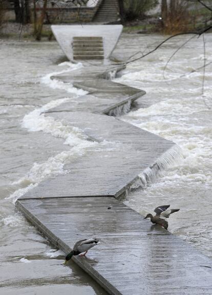 Dos patos cruzan por las pasalelas del río Arga, a su paso por Pamplona, que se encuentran cerradas a los viandantes debido a las últimas lluvias caídas en la capital navarra.