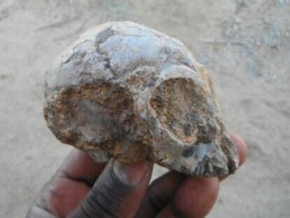 El hallazgo de un cráneo de 13 millones de años en Kenia enciende el debate sobre nuestro origen