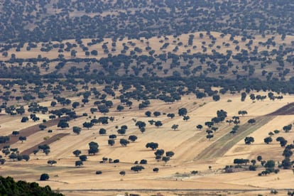 La belleza infinita del paisaje adehesado de Los Pedroches, Córdoba.