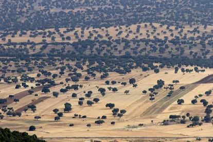 La belleza infinita del paisaje adehesado de Los Pedroches, Córdoba.