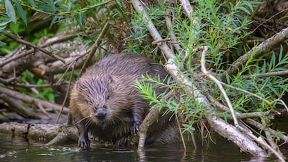 Un castor europeo entre ramas en un río.