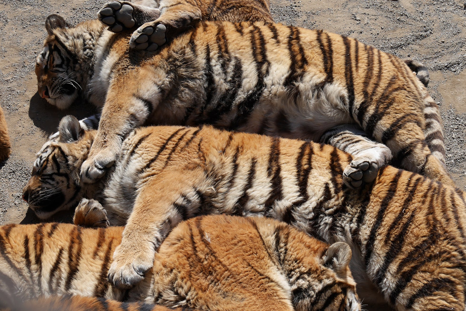 Animales cautividad: El conservacionista que fingió comer carne de tigre  para salvarlo de su extinción | Qué mueve a... | Planeta Futuro | EL PAÍS