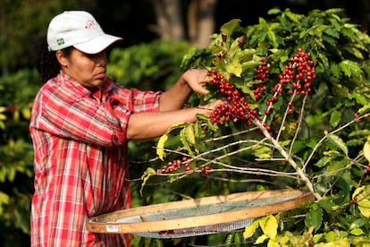 Una mujer recolecta granos de café en un cultivo de São Paulo, Brasil, en una fotografía de archivo.