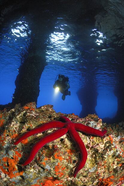 Una estrella espinosa roja en una cueva de la isla de Vis (Croacia).