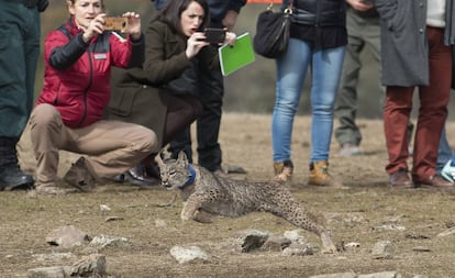 Suelta de un lince en Vilches (Jaén) el miércoles pasado.