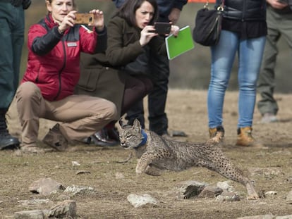 Suelta de un lince en Vilches (Jaén) el miércoles pasado.