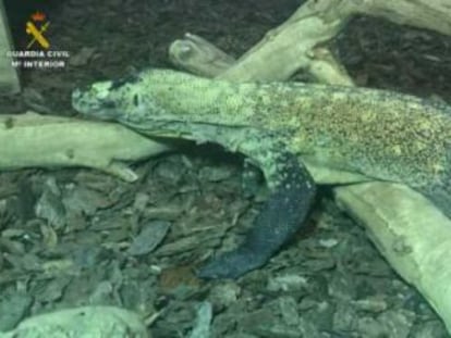 El lagarto, encontrado en un local de Cornellà de Llobregat, puede medir hasta tres metros de largo y pesar 160 kilos