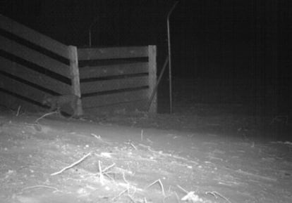 Image of the lynx using the 'ecoduct'.