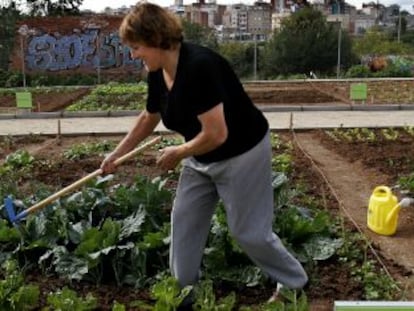 Huerto urbano en Barcelona. 