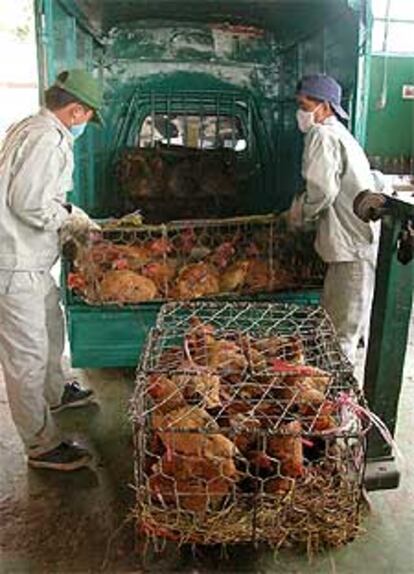 Las autoridades sanitarias de Vietnam están retirando de las granjas los pollos afectados por la gripe.