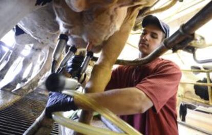 Un ganadero ordeña una vaca.