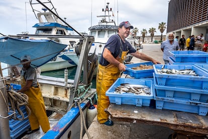 Manolo Peris sostiene una caja de langostinos recién pescados en el puerto de Benicarló.