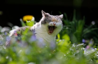 Un gato bosteza en un jardín en Dortmund (Alemania), el 19 de abril de 2018,