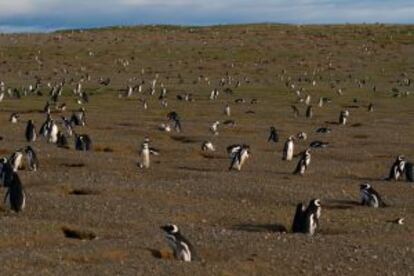 Pingüinos de Magallanes en Isla Magdalena, en la Patagonia chilena.