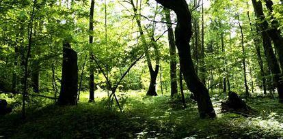 Bosque primitivo de Bialowieza (Polonia).