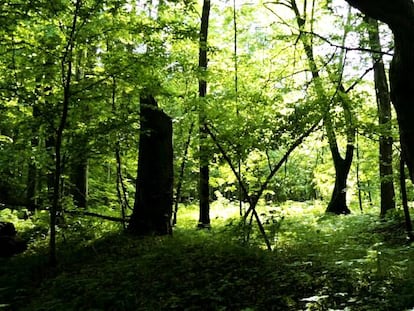 Bosque primitivo de Bialowieza (Polonia).