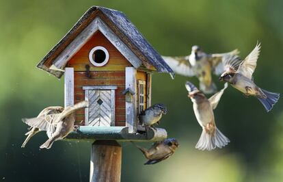 Un grupo de gorriones revolotea alrededor de un comedero para pájaros en Putgarten (Alemania).