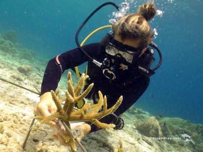 Una buceadora con un coral en la isla. 