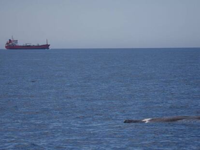 Un cetaci albirat a la zona del canyó submarí de Palamós.