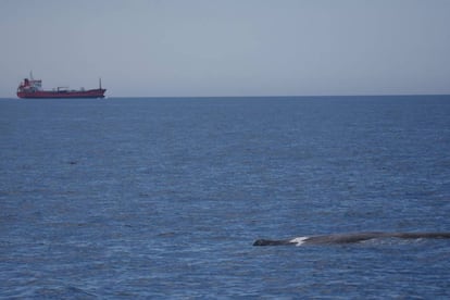 Un cetaci albirat a la zona del canyó submarí de Palamós.