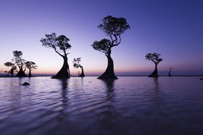 El atardecer en la playa de Walakiri, al noreste de la isla de Sumba, es uno de los más fotogénicos y preciados de Indonesia gracias a la presencia de los llamados 'dancing trees', árboles de manglar de silueta tan sinuosa que parecen danzar mientras se recortan contra el horizonte. El momento, eso sí, no resulta fácil de capturar. No solo por lo que cuesta llegar hasta este remoto arenal, sino porque apenas una o dos veces al mes se dan los elementos necesarios para tan mágica escenografía: la puesta de sol y el inicio de la marea alta.