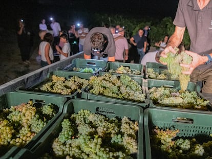 Amigos y clientes participan en la vendimia nocturna del Pago de Tharsys (Requena).