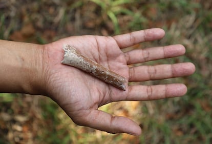 Fragment of a humerus from an ancestor of 'Homo floresiensis' that lived 700,000 years ago.