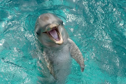 A six-month-old bottlenose dolphin smiling at Dolphin Academy Curacao, Willemstad, in The Netherlands. 