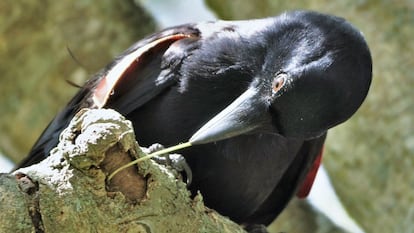 Un cuervo de Nueva Caledonia en estado salvaje utiliza un palo para buscar insectos.
